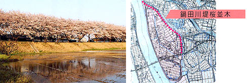 鍋田川堤　桜並木の写真と地図写真