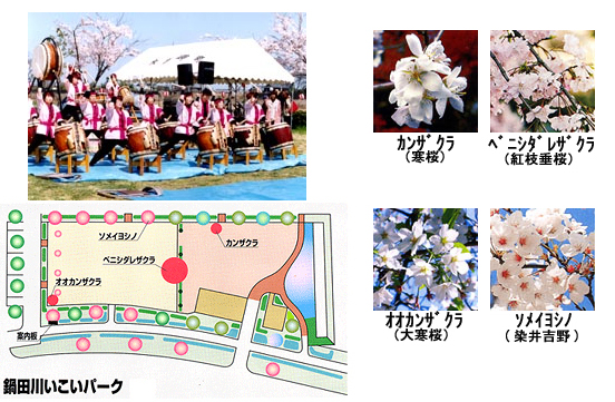 サクラまつりの写真、鍋田川いこいパークの桜マップ、カンザクラ、ベニシダレザクラ、オオカンザクラ、ソメイヨシノの写真
