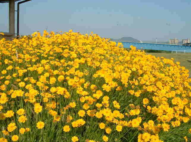 特定外来生物 オオキンケイギク の拡散防止にご協力ください 木曽岬町