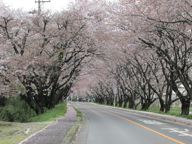 鍋田川堤桜並木 木曽岬町