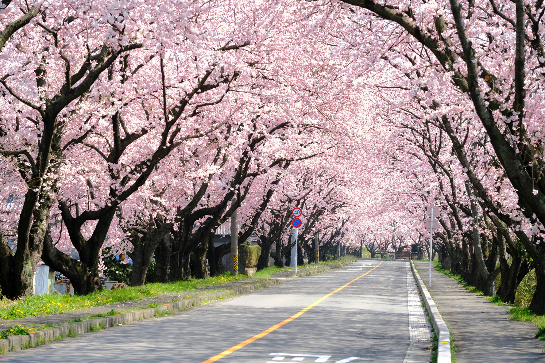 鍋田川堤桜並木 木曽岬町