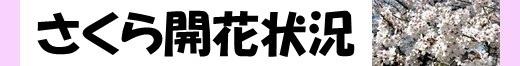 桜の開花状況